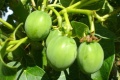 Prior land use and improving crop yields key to jatropha jet fuel benefits in Latin America, finds Yale study | Jatropha,Yale,Brazil,Mexico