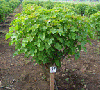 Industry consortium launches new company to exploit the potential of jatropha as a jet biofuel | Jatropha, Biofuels, JatrophaBioJet Corpoartion, Abundant Biofuels Corporation, South Pole Carbon Asset Management, Mitch Hawkins